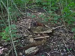 Resten van paaltjes, 2013