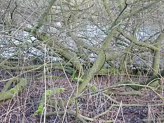 Wilgstruweel in het vroege voorjaar