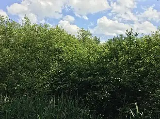 Een vegetatie uit het verbond