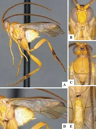 Wilkinsonellus striatus