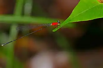 Amphicnemis gracilis