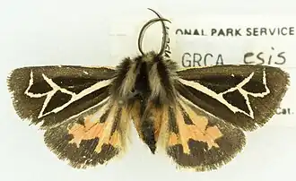 Grammia williamsii