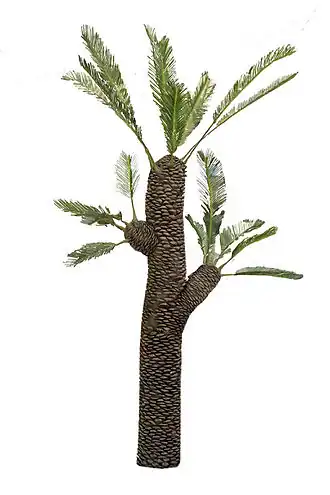 Williamsonia (plant)