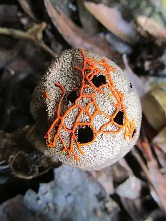 Willkommlangea reticulata, geperforeerd graatje