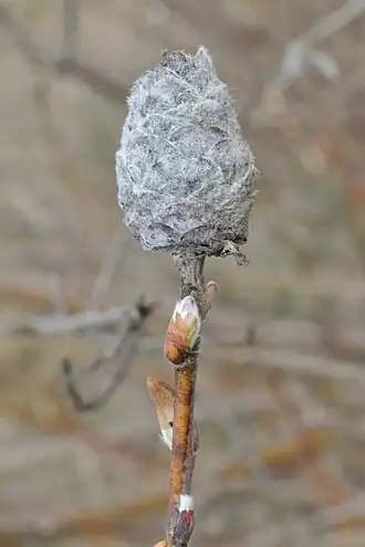 Rabdophaga strobiloides