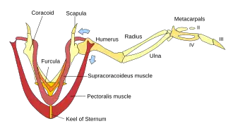 Anatomie van een vogelvleugel