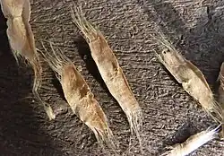 Vleugels bij zaad van groene trompetboom