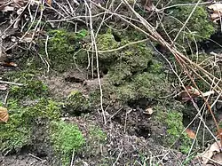 Open pionierfase met veel gezoomd vedermos en veel graafactiviteit van muizen.