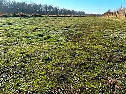 De smaragdsteeltjes-associatie als inslaggemeenschap in het varkensgras-verbond