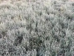 Winteraspect van de associatie van gewone dophei