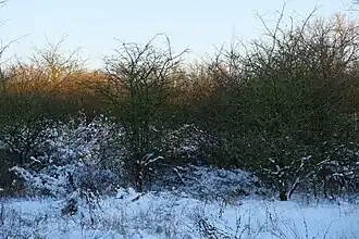 Winteraspect van de associatie van sleedoorn en eenstijlige meidoorn