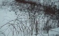 Een winteraspect van de associatie van dauwbraam en marjolein (Rubo-Origanetum) in Nederland