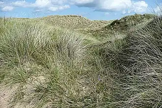 Symfonie in g-mineur