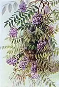 Wisteria frutescens (1901)