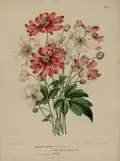 Anemone hupehensis in Witte's Flora (1868); afb: A.J. Wendel
