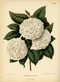 Viburnum plicatum door A.J. Wendel (1868)