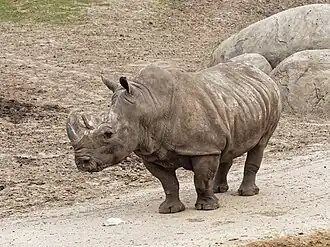 Zuidelijke witte neushoorn