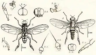 Callomyia