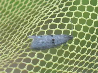 Wockia asperipunctella