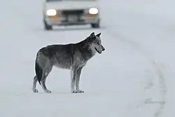 Een vrouwelijke wolf bij de brug over de Lamar River
