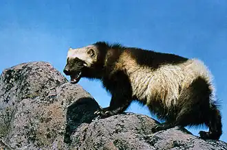 Veelvraat (zoogdier)