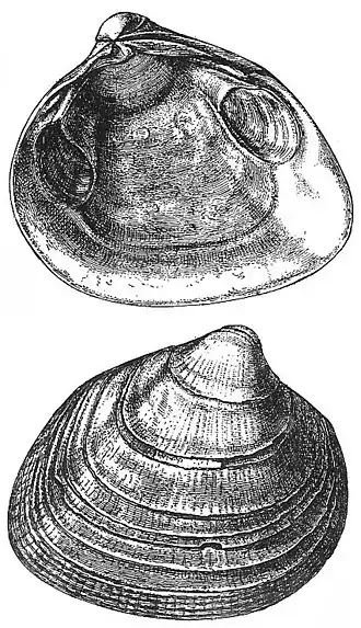 Serripes groenlandicus