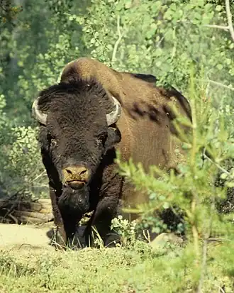Nationaal park Wood Buffalo