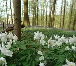 Bosanemonen in het Hallerbos