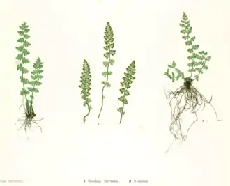 Woodsia alpina