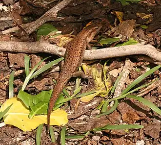 Seychellenskink