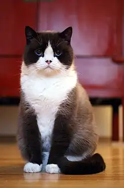 Tweekleurige zwart-colorpoint