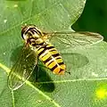 Snorzweefvlieg of dubbelbandzweefvlieg (Episyrphus balteatus)