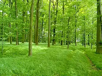 Parelgras-beukenbos met lievevrouwebedstro en eenbloemig parelgras