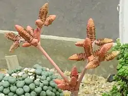 Mannelijke kegels van Welwitschia