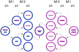 Non-disjunctie bij meiose