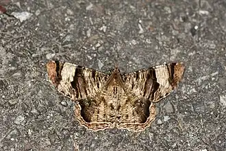 Xandrames latiferaria