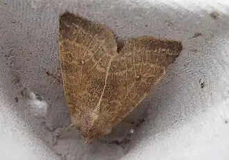 Xanthia ocellaris Populierengouduil