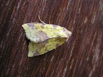 Xanthia togata Wilgengouduil