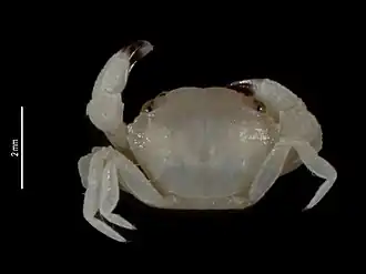 Xanthias cherbonnieri