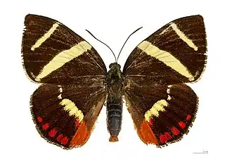 Xanthocastnia evalthe