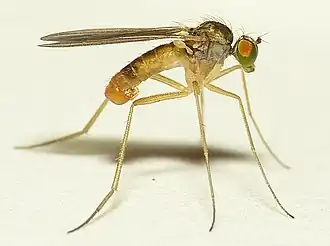 Xanthochlorus ornatus