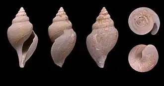 Xanthodaphne bruneri