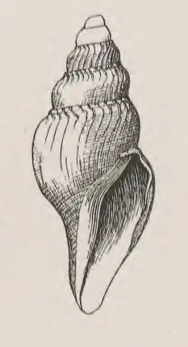 Xanthodaphne encella