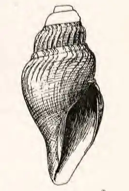 Xanthodaphne sedillina