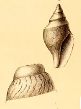 Xanthodaphne xanthias