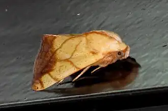 Xanthodes transversa