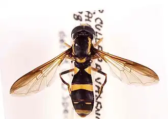 Xanthogramma marginale