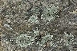 Een close-up van de granietschildmos-associatie