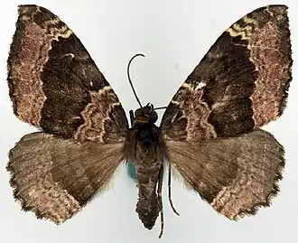 Xanthorhoe cerasina