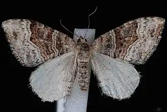 Xanthorhoe defensaria